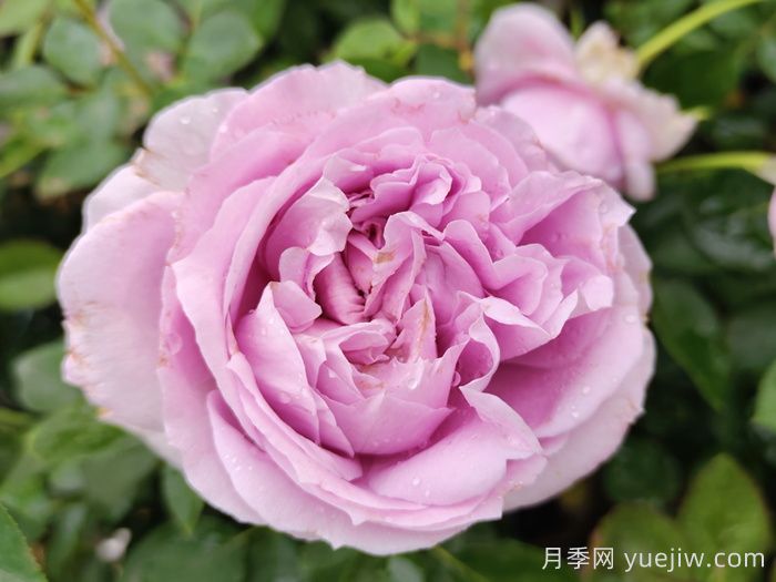 好看好养还容易开爆盆的月季花品种(图2)