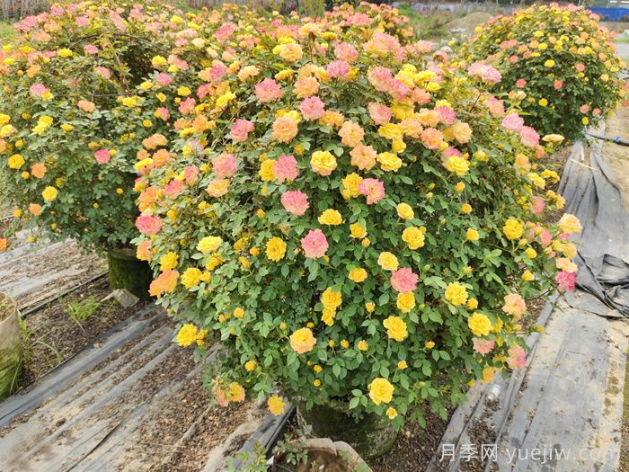 绿化工程必备新秀，藤本月季造型(图3)