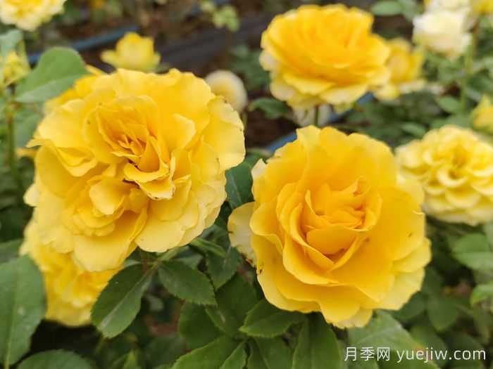 阳台党必入的3个月季花品种(图1)