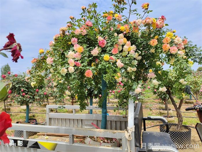 园林界的新宠，欧月树状月季，你一定喜欢(图2)