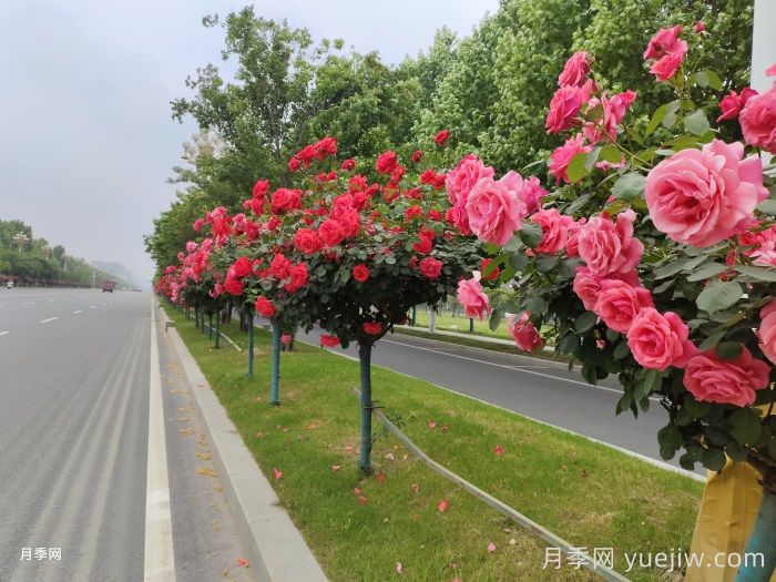 园林界的新宠，欧月树状月季，你一定喜欢(图3)