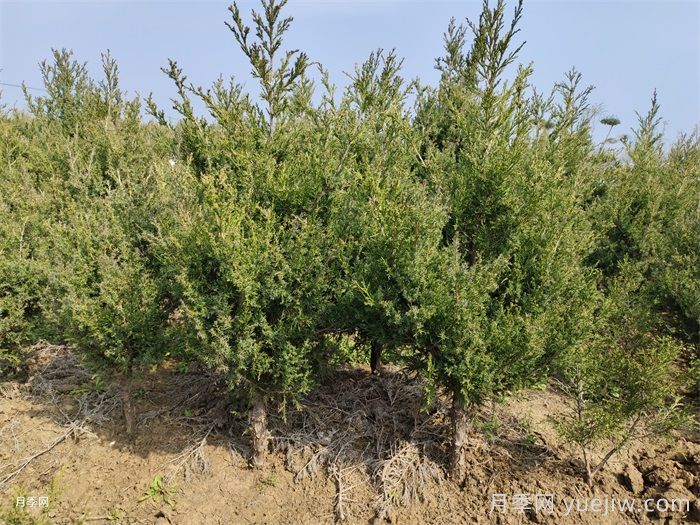 四类花木在庭院种植时要避开(图1)