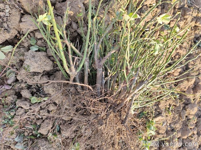 经过远距离运输的月季裸根苗，定植上盆办法详解(图1)