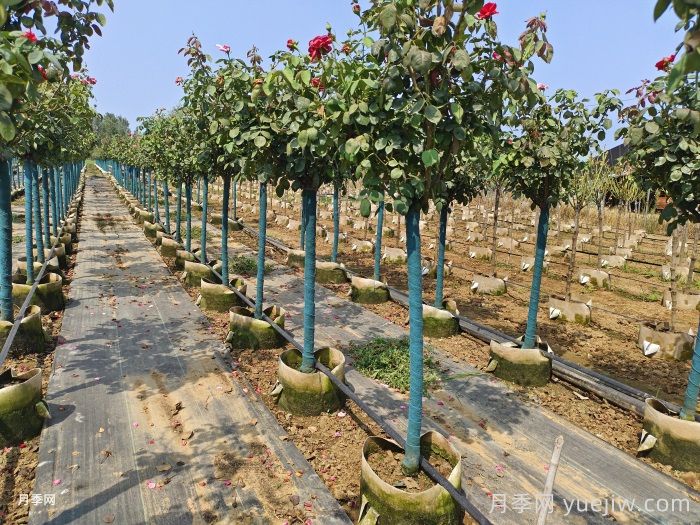 盆栽树状月季养护不是难题，掌握六点即可(图2)