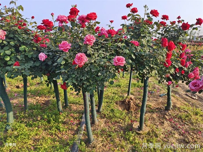 月季养护月历，每月照着做，月季不难养(图2)