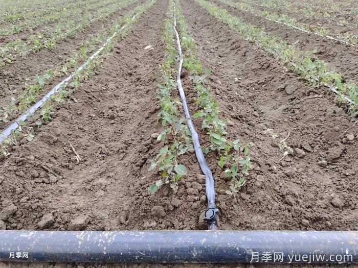 地栽月季的栽植技术及经济效益(图1)