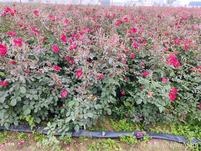 地栽月季的栽植技术及经济效益(图2)