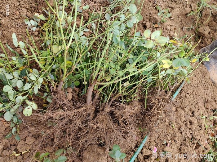 地栽月季的栽植技术及经济效益(图3)