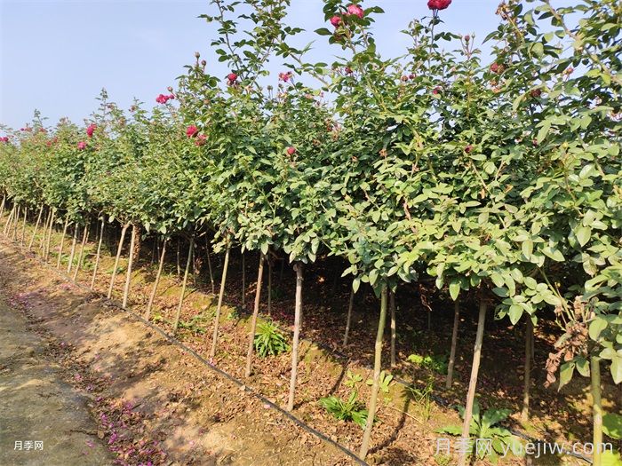 南阳基地教你棒棒糖月季的嫁接方法(图2)