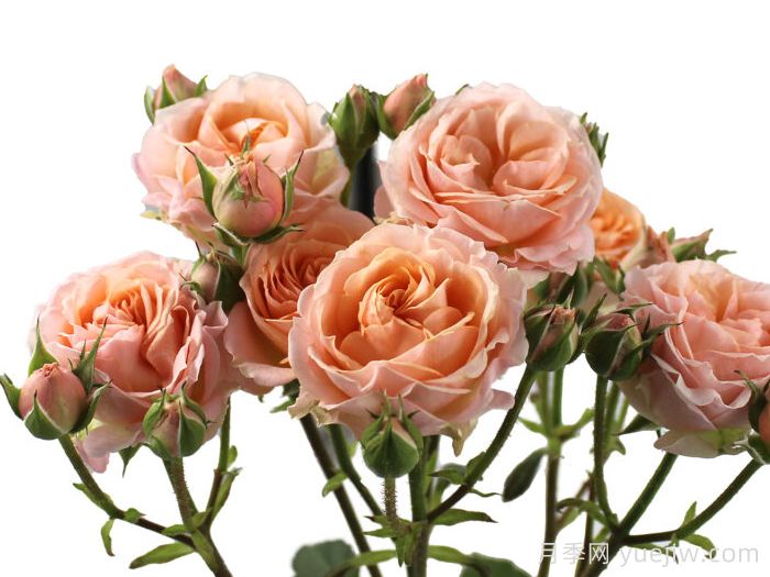 桃色之花月季(图1)