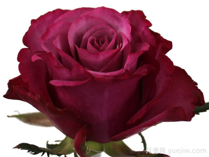 紫色之花月季(图1)