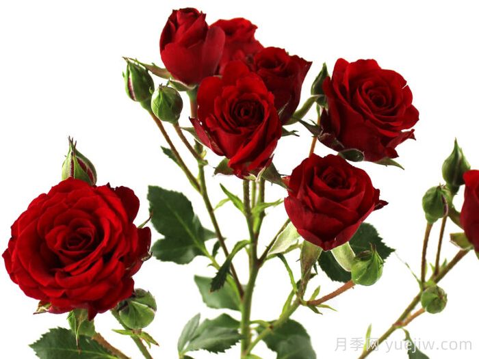 天鹅绒之花月季(图1)