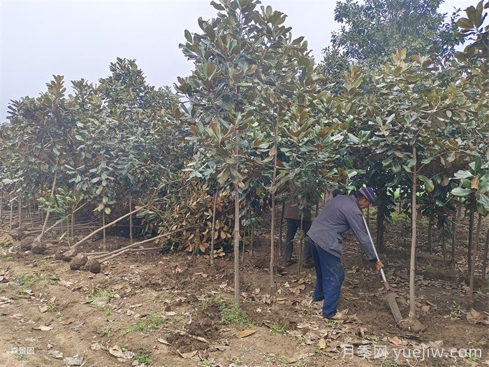 南阳市南召县玉兰树批发基地(图1)