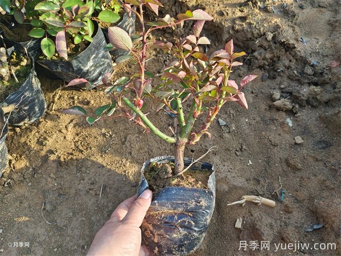 可以用月季种子栽培出月季花吗？(图1)