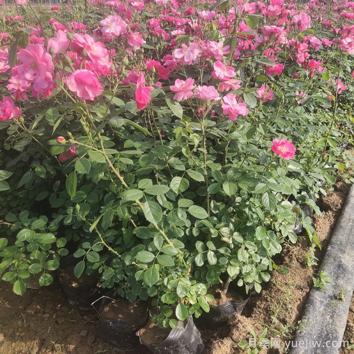 怎样使月季月月开花？(图1)