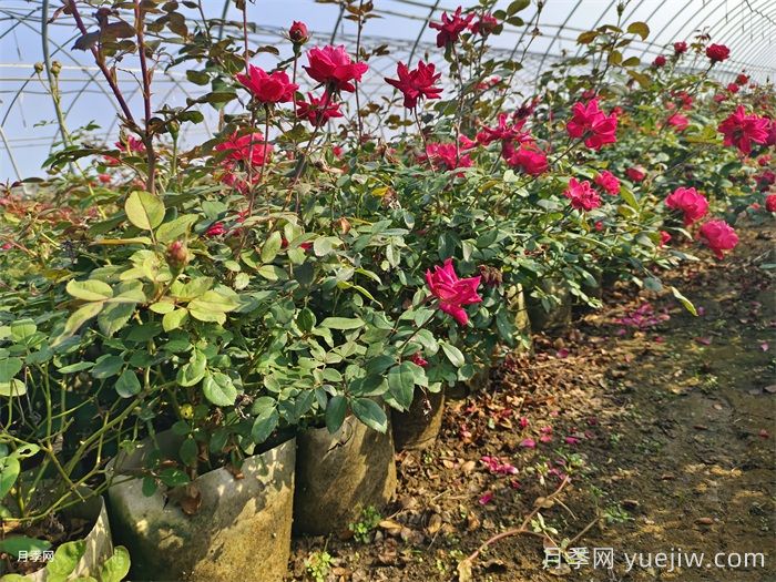 月季花后如何修剪？(图1)