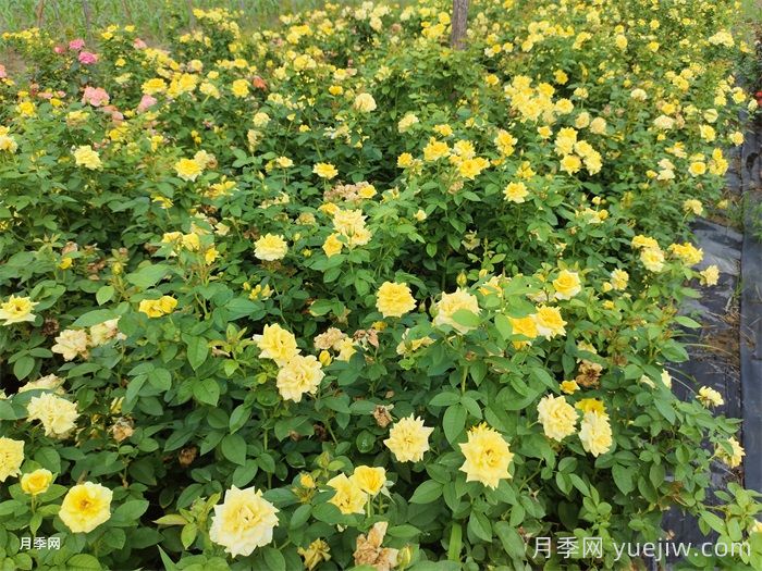 不同状态的月季如何修剪？(图1)
