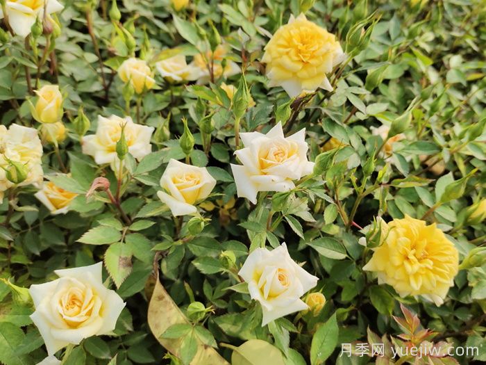 月季茎蜂的特点和防治？(图1)