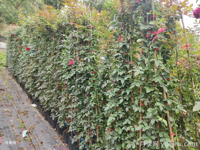 藤本月季养植要点有哪些？(图2)