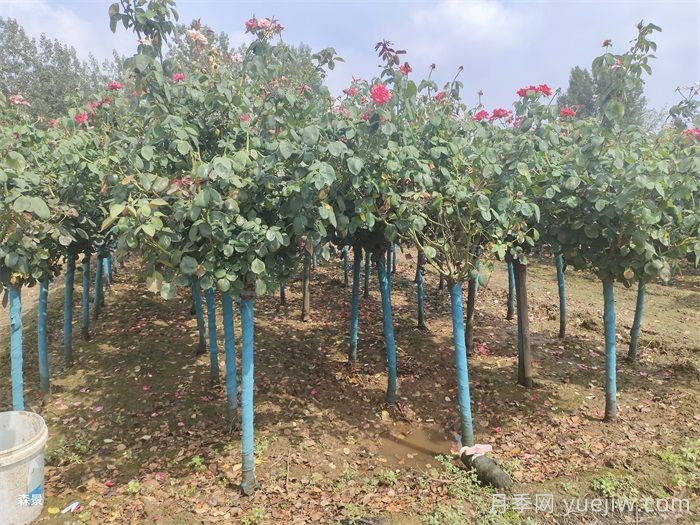 南阳树状月季网上交易成功，900棵出嫁杭州萧山(图1)