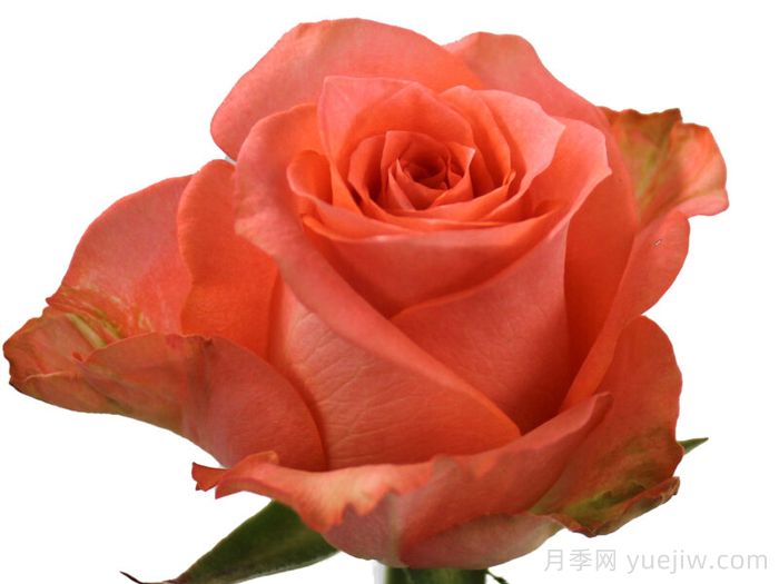 鲑鱼盛宴月季/华丽鲑鱼(图1)