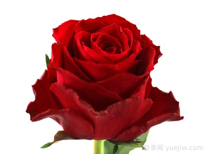 红色夫人月季(图1)