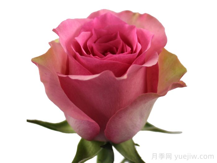 甜蜜微笑月季(图1)