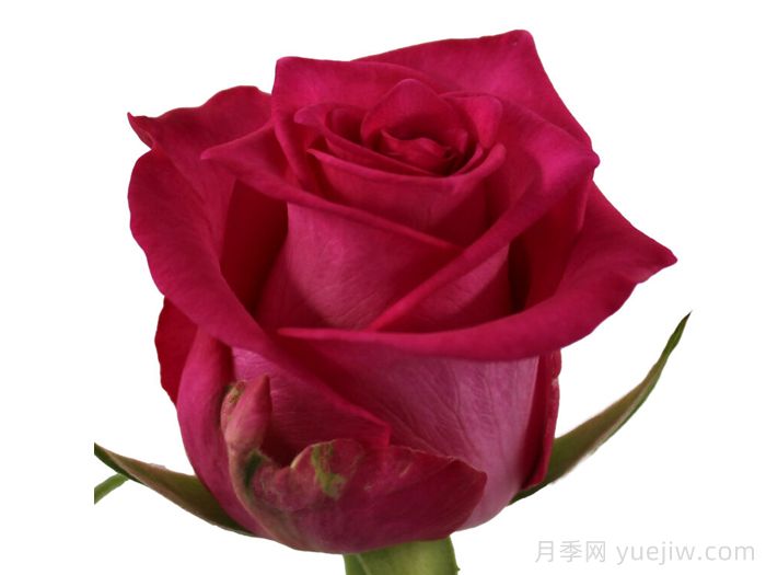 优雅狮子月季(图1)