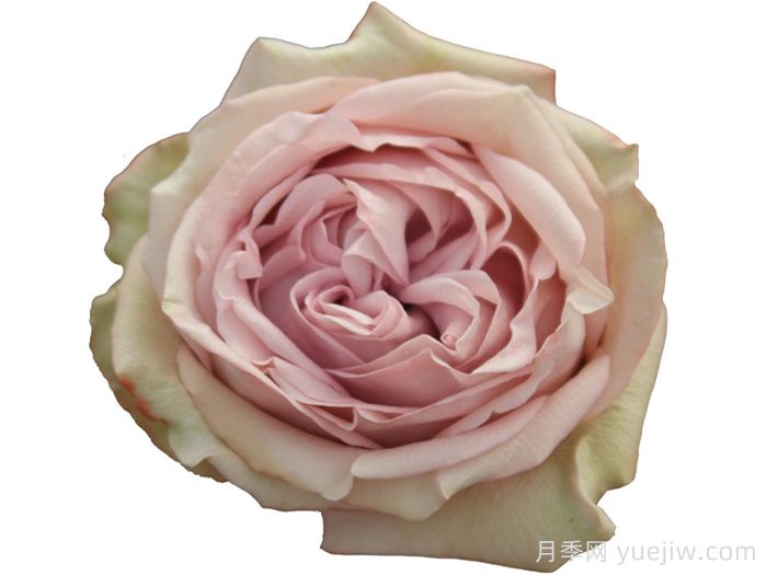 丁香奇迹月季(图1)