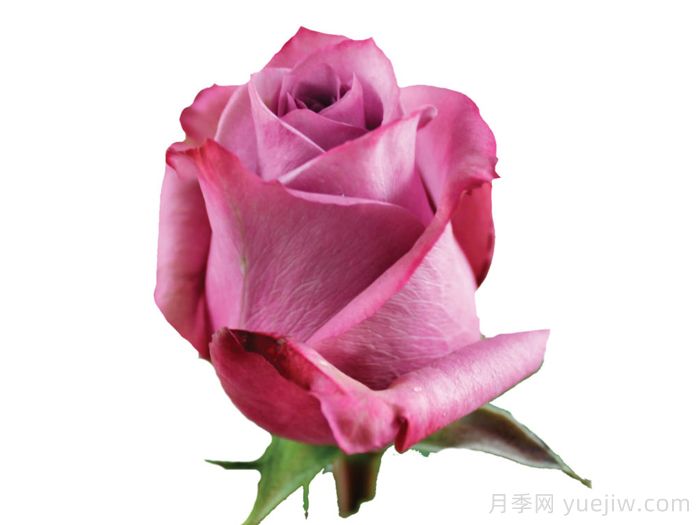 新奥尔良月季(图1)