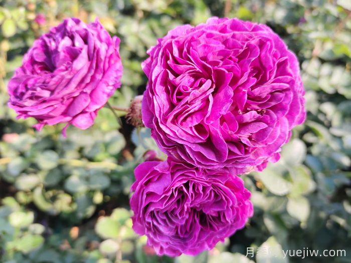 月季、玫瑰和蔷薇到底有哪些不同？(图1)