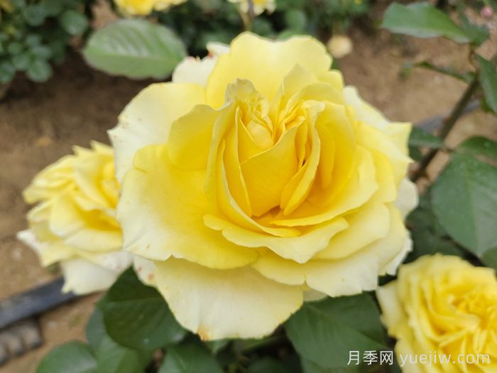 月季锈病的危害症状及其防治技术要点有哪些？(图1)