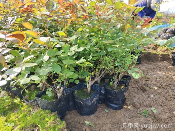 四月园林绿化苗木养护要点(图1)