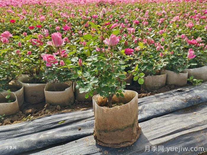 城市景观花坛类型和花草品种配置(图2)