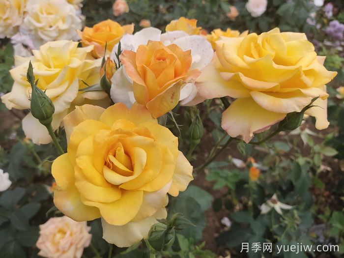 直立性好的月季品种分享(图2)