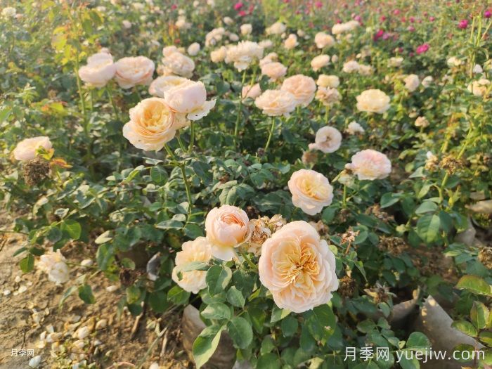 月季新叶卷曲枯萎的原因是什么？(图1)