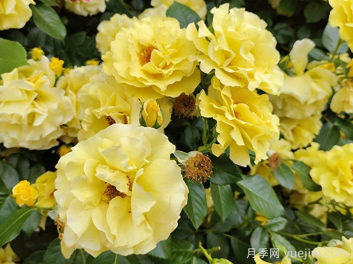 黄玫瑰代表什么意思？(图1)