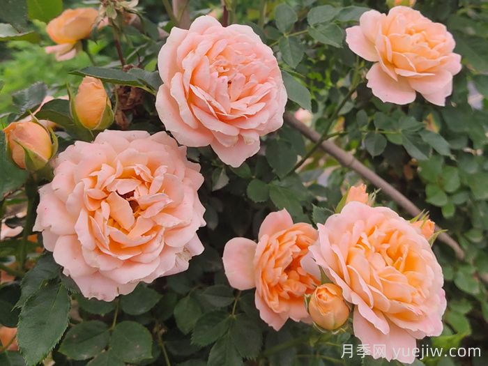 月季白粉病的防治方法及技术要点(图1)