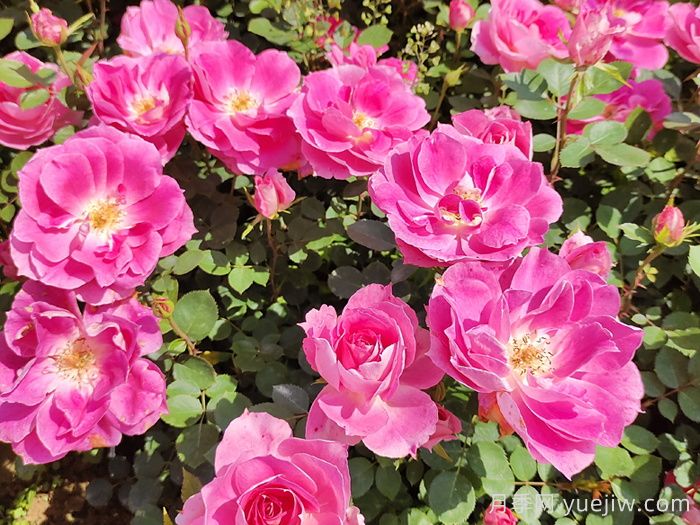 四月种月季花，种植养护要点告诉你(图1)