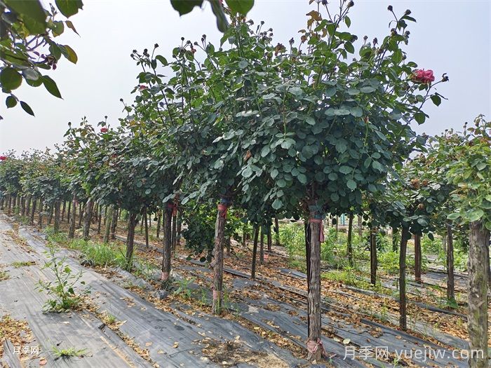 5公分月季树多少钱一株？(图1)