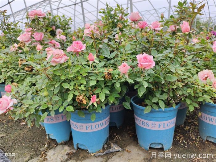 夏季月季花能不能暴晒?(图1)