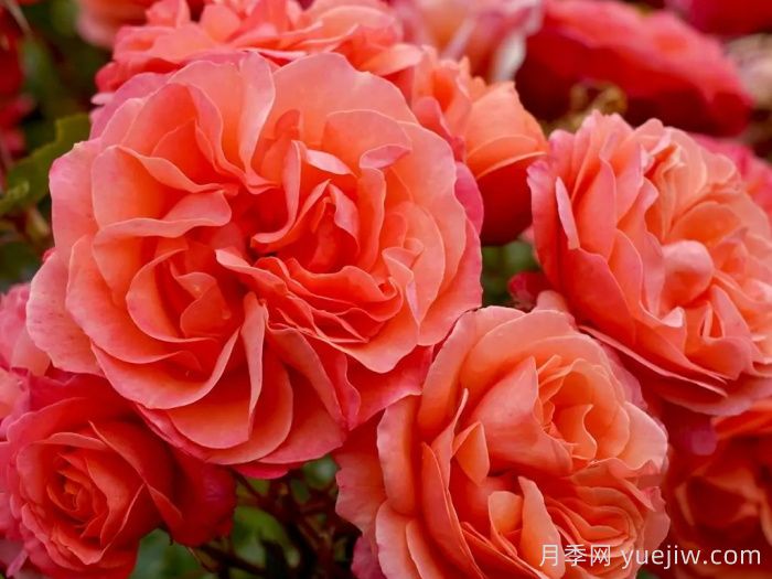 珊瑚狮子月季的优缺点是什么？(图1)