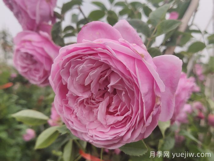 推荐一些适合南方的耐雨淋月季品种(图2)
