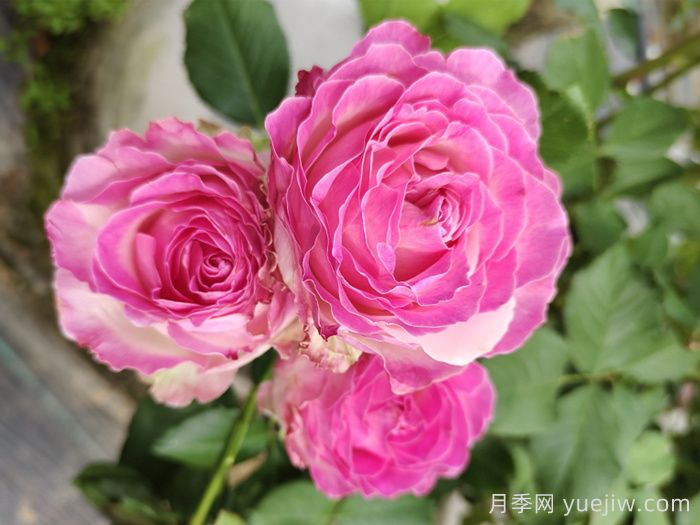 10种最值得种的切花月季(图2)