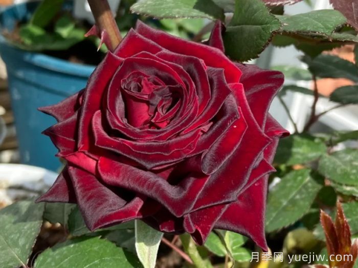 黑色月季苗有哪些？星巴克，黑美人，黑魔术，黑旋风(图2)