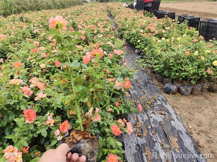 月季花盆栽的品种选择和修剪要点(图2)