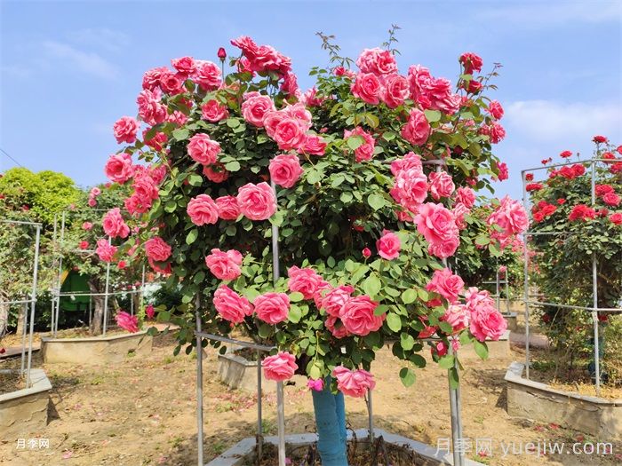 南阳的山木香树月季嫁接的粉扇和绯扇是国月吗(图1)