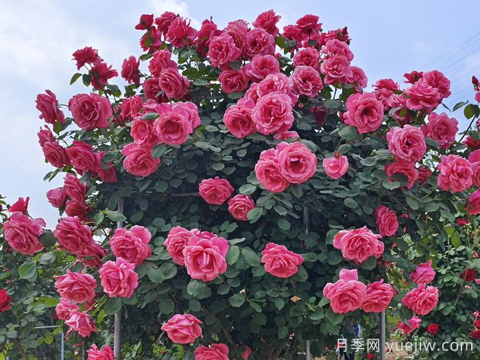 南阳的山木香树月季嫁接的粉扇和绯扇是国月吗(图2)