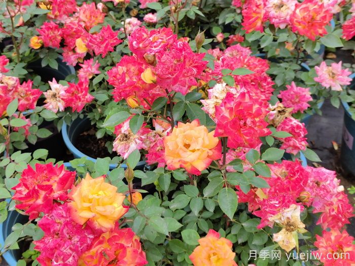 藤彩虹月季和微彩虹月季的区别？(图2)