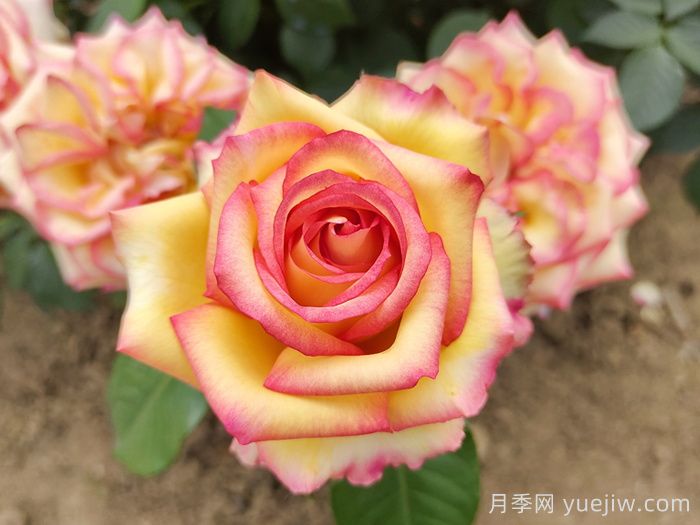 红黄相间的月季品种有哪些(图2)